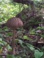 /album/fotogaleria-nas-les-/a20140829-145555-jpg/
